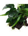 Microsorum - Anubias 'Duet' sur racine - XL Tropica - 2