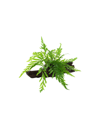 Bolbitis heudelotii sur racine Tropica - 1
