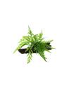 Bolbitis heudelotii sur racine Tropica - 1