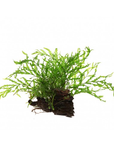 Bolbitis heudelotii sur racine Tropica - 2