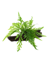 Bolbitis heudelotii sur racine Tropica - 3