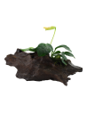 Anubias barteri var. nana sur racine Tropica - 1