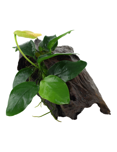 Anubias barteri var. nana sur racine Tropica - 2