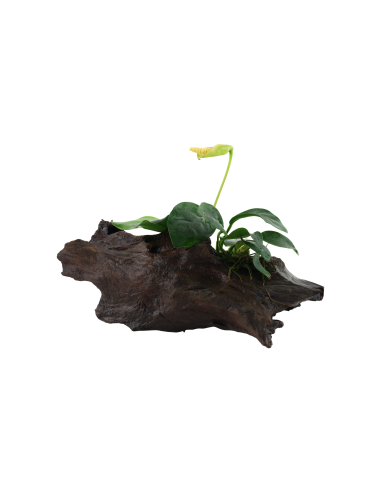 Anubias barteri var. nana sur racine Tropica - 3
