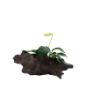 Anubias barteri var. nana sur racine Tropica - 3