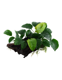 Anubias barteri sp. sur racine - XL Tropica - 1