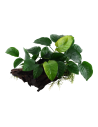 Anubias barteri sp. sur racine - XL Tropica - 1