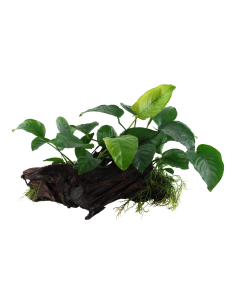 Anubias barteri sp. sur racine - XL Tropica - 2