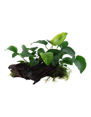 Anubias barteri sp. sur racine - XL Tropica - 2