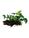 Anubias barteri sp. sur racine - XL Tropica - 2