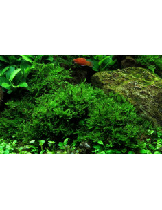 Vesicularia montagnei 'Christmas Moss' Tropica  - 2