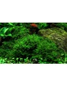 Vesicularia montagnei 'Christmas Moss' Tropica  - 2