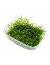 Taxiphyllum barbieri 'Bogor Moss' - Tropica Tropica - 1