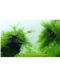 Taxiphyllum barbieri 'Bogor Moss' - Tropica Tropica - 2