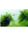 Taxiphyllum barbieri 'Bogor Moss' - Tropica Tropica - 2