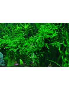 Vesicularia ferriei 'Weeping Moss'  Tropica  - 2
