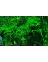 Vesicularia ferriei 'Weeping Moss'  Tropica  - 2