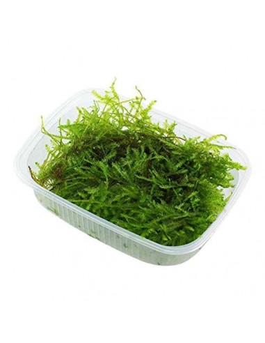 Taxiphyllum sp. 'Spiky Moss' Tropica  - 1