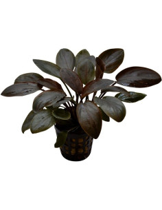 Lagenandra meeboldii Red AquaBota - 1