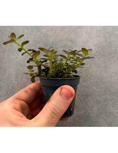 bacopa salzmannii purple AquaBota - 1