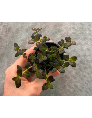 bacopa salzmannii purple AquaBota - 2