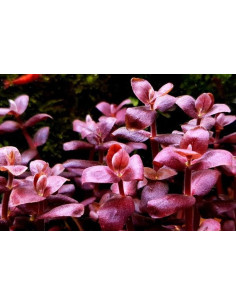 bacopa salzmannii purple AquaBota - 3