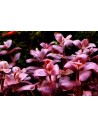 bacopa salzmannii purple AquaBota - 3