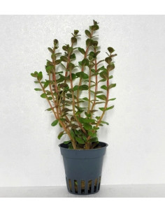 Rotala species Blood red SG  - 2