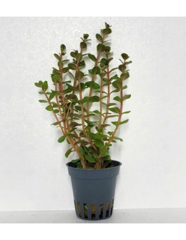 Rotala species Blood red SG  - 2