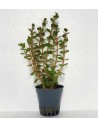 Rotala species Blood red SG  - 2
