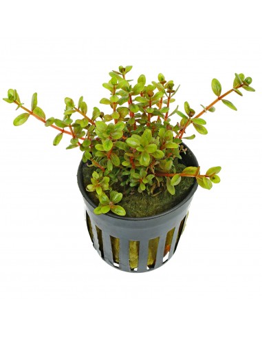 Rotala colorata  - 2