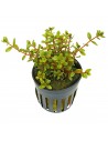 Rotala colorata  - 2