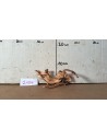 Racine Spiderwood 2154 AquaBota - 1