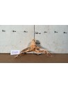 Racine Spiderwood 2168 AquaBota - 1