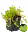 myriophyllum red stem  - 1