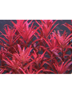 Rotala rotundifolia 'Blood Red' 1-2-Grow! limited edition Tropica - 1