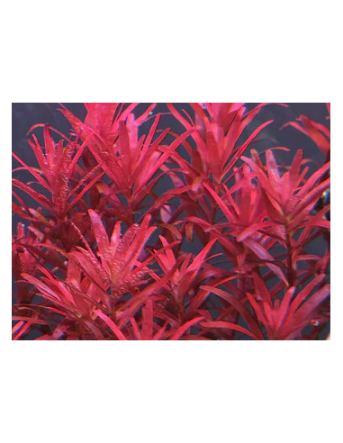 Rotala rotundifolia 'Blood Red' 1-2-Grow! limited edition Tropica - 1