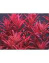Rotala rotundifolia 'Blood Red' 1-2-Grow! limited edition Tropica - 1