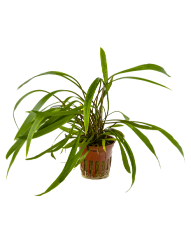 Cryptocoryne spiralis 'Red' en pot  - 1