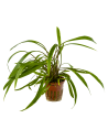Cryptocoryne spiralis 'Red' en pot  - 1