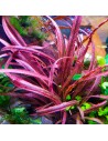 Cryptocoryne spiralis 'Red' en pot  - 2