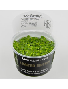 Spirodela polyrrhiza - invitro Tropica Tropica - 1