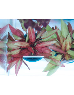 Cryptocoryne affinis ' Dark Orange' Dennerle plants - 1