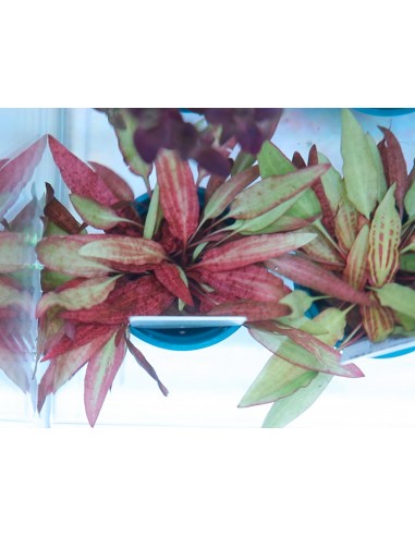 Cryptocoryne affinis ' Dark Orange' Dennerle plants - 1
