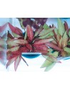Cryptocoryne affinis ' Dark Orange' Dennerle plants - 1