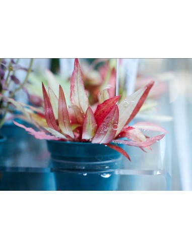 Cryptocoryne affinis ' Dark Orange' Dennerle plants - 2