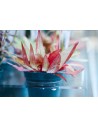 Cryptocoryne affinis ' Dark Orange' Dennerle plants - 2
