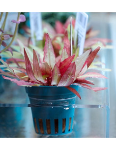 Cryptocoryne affinis ' Dark Orange' Dennerle plants - 3