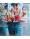 Cryptocoryne affinis ' Dark Orange' Dennerle plants - 3