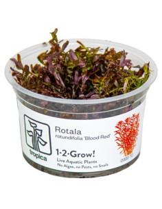 Rotala rotundifolia 'Blood Red' 1-2-Grow! limited edition Tropica - 3